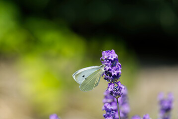 Small white butterfly (Pieris rapae) perched on lavender in Zurich, Switzerland