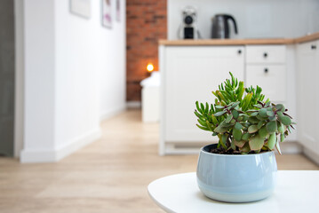 White minimalist scandinavian interior with green plants, selective focus. Modern apartment kitchen with light furniture.