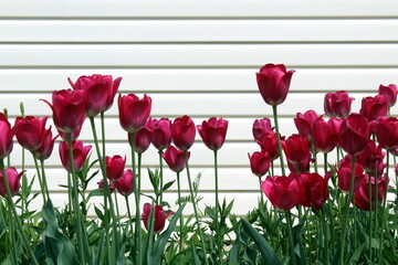 Fototapeta na wymiar Red tulips grow in the spring under the sun.