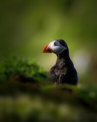 Puffin