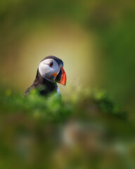 Puffin