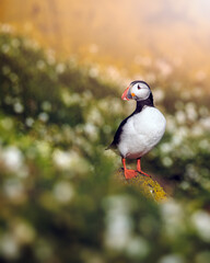 Puffin