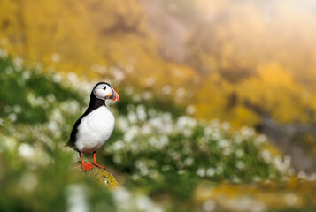 Puffin