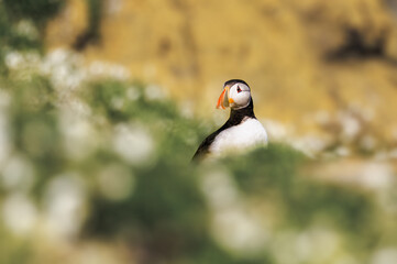 Puffin