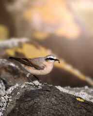 Wheatear 