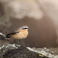Wheatear