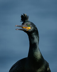 European Shag