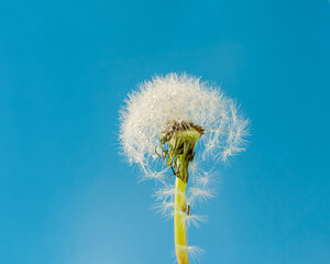 dandelion seeds with dew drops on blue background
