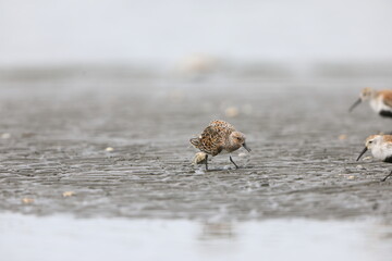 Sanderling sandpiper (Calidris alba) in Japan