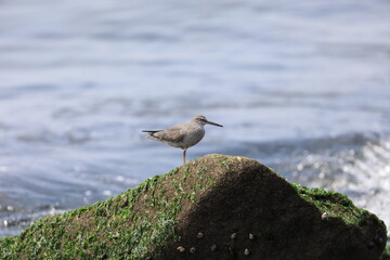 Wandering Tattler (Tringa incanus) in Japan