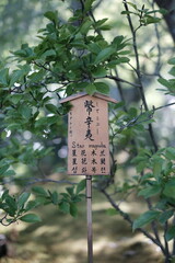 Park in Japan. Kyoto park and garden. Nature outdoor with bamboo 