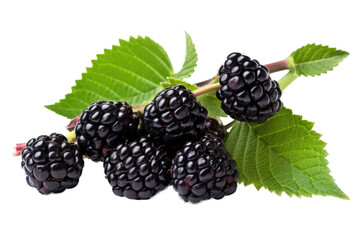 Blackcurrant Fruit, isolated on transparent background, PNG