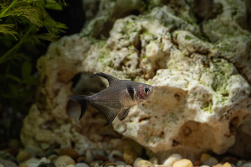 Tetra phantom fish in the aquarium.  