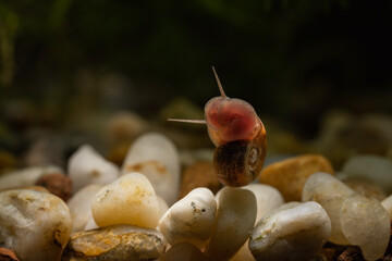 A small brown water snail crawls on the glass.