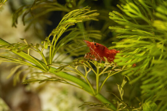 Red Shrimp On A Plant In An Aquarium.