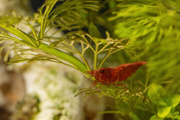Red shrimp on a plant in an aquarium.