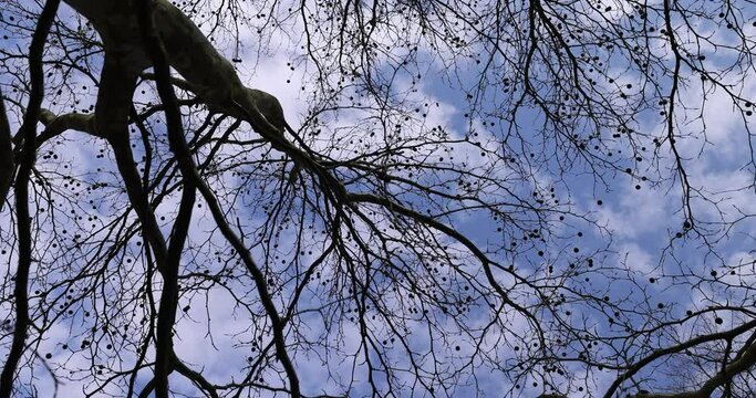 a sycamore tree with hanging balls in early spring,a tall sycamore tree with branches without foliage