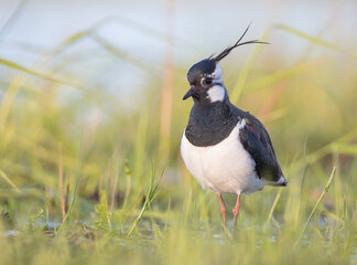 Northern lapwing - male bird at a wetland in spring
