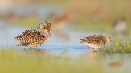  The ruff - pair at wetland on a mating season in spring