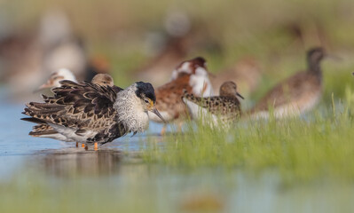  The ruff - pair at wetland on a mating season in spring