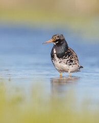 Ruff - male bird at a wetland on the mating season in spring