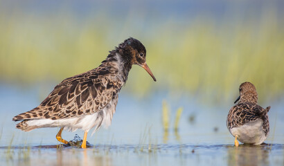 Ruff - male bird at a wetland on the mating season in spring