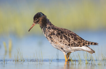 Ruff - male bird at a wetland on the mating season in spring
