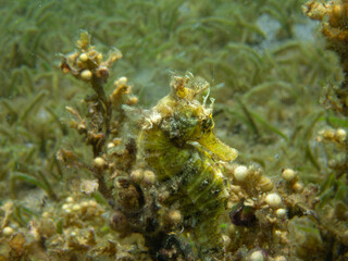 Seahorse