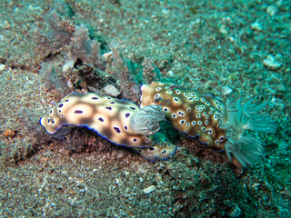 Nudibranch