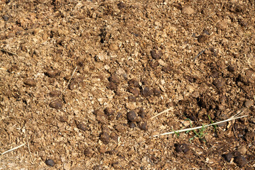 Horse manure mixed with sawdust closeup. Horse manure accumulated in horse farms is a food source for earthworms. Earthworms also increase the fertility of the soil. Idea of recycling natural waste.