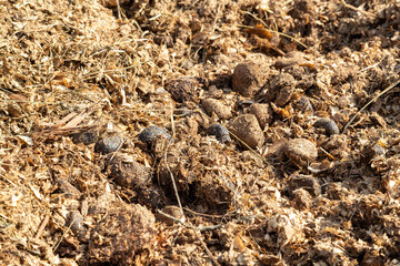 Horse manure mixed with sawdust. Horse manure accumulated in horse farms is a food source for earthworms. Earthworms also increase the fertility of the soil. Idea of recycling natural waste.