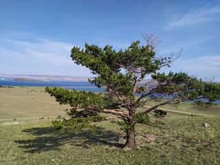 Fototapeta na wymiar pine tree on the coast