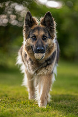 German shepherd walking with a ball in his mouth.