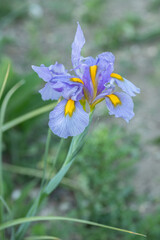 Light blue Dutch iris (Iris  x hollandica). Cut flowers on a flower field.
