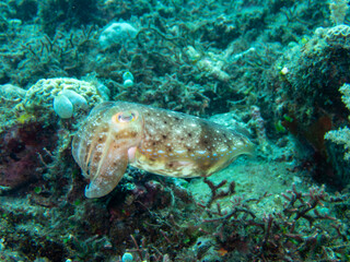 Cuttelfish
