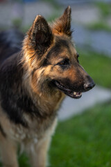 German shepherd portrait from the side.