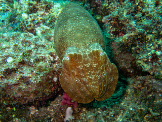 Cuttelfish