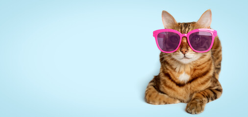 Portrait of a Bengal cat in colored sunglasses on a colored background.