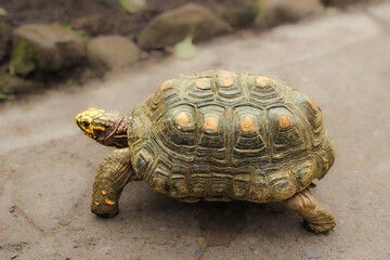 Large,solid shelled land tortoise. Reptil Animals