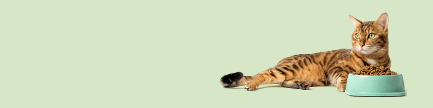 The cat on a colored background eats food from a bowl.
