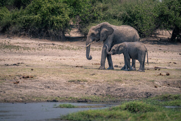 African elephant stands on riverbank with calf