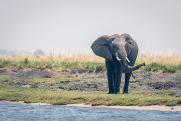 African elephant stands on riverbank swinging trunk