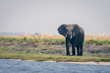 African elephant stands on riverbank facing camera