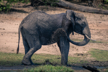 African elephant stands spraying mud on flank