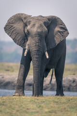 Fototapeta na wymiar African elephant stands on grass beside river