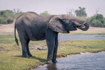 African elephant stands with trunk to mouth