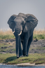 African elephant stands on riverbank in sunshine