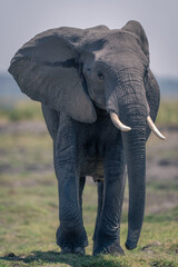 Fototapeta na wymiar African elephant walks along riverbank towards camera
