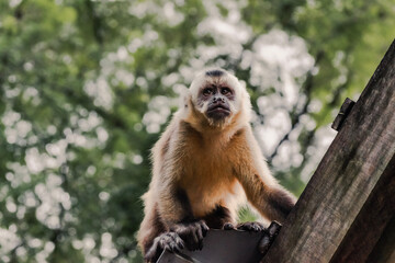 A little cute monkey, waiting to steal someone's food