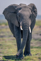 Fototapeta na wymiar African elephant walks along riverbank toward camera